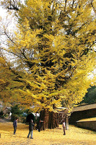 宮園の大イチョウ