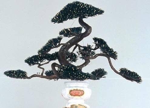 Matsu Kasaboko